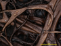 Oropogon granulosus image