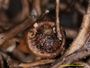Oropogon fissuratus image