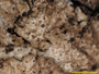 Austromelanelixia glabratuloides image