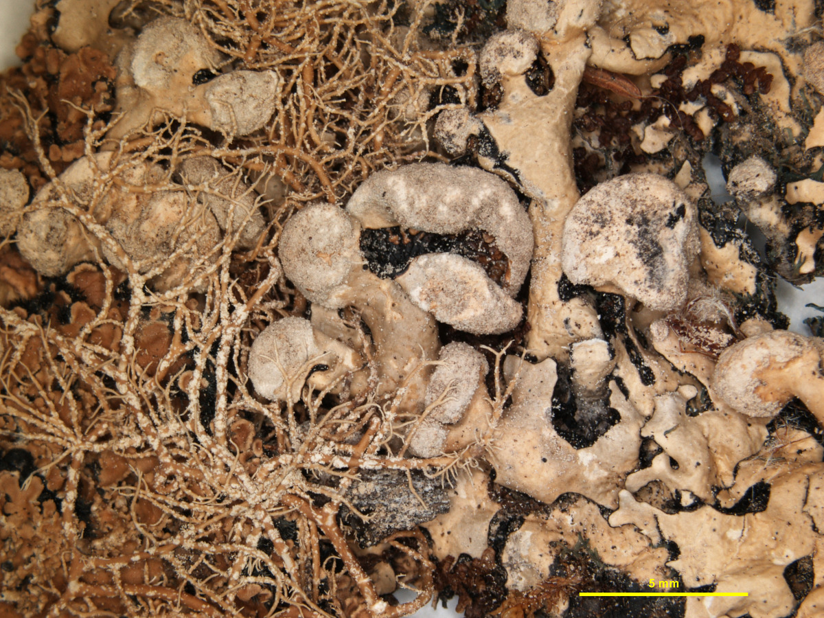 Hypotrachyna brevirhiza image