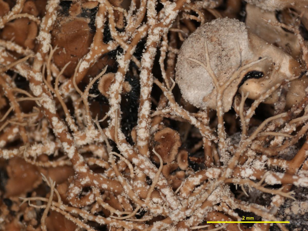 Hypotrachyna brevirhiza image