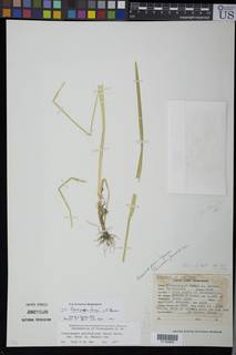 Pleuropogon californicus var. davyi image