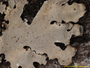 Myelochroa degelii image