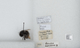 Image of Bombus breviceps