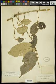 Croton carpostellatus image