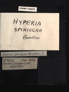 Image of Hyperia spinigera
