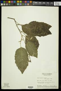 Croton oerstedianus image