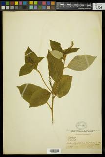 Image of Croton peraeruginosus