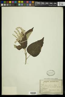 Croton reflexifolius image