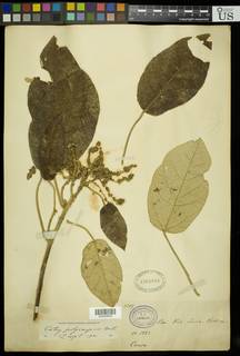 Image of Croton polycarpus