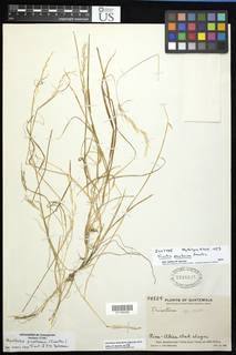Image of Trisetum pinetorum