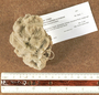 Manicina areolata image