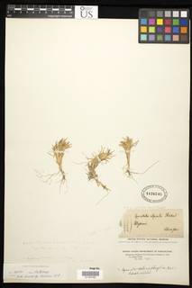 Image of Agrostis sclerophylla
