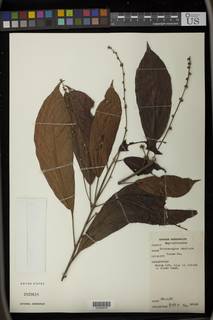 Crotonogyne manniana image