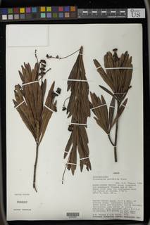 Crotonogyne parvifolia image