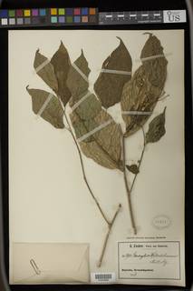Erythrococca welwitschiana image