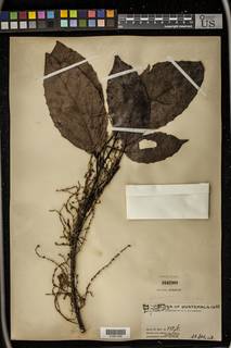 Image of Alchornea latifolia
