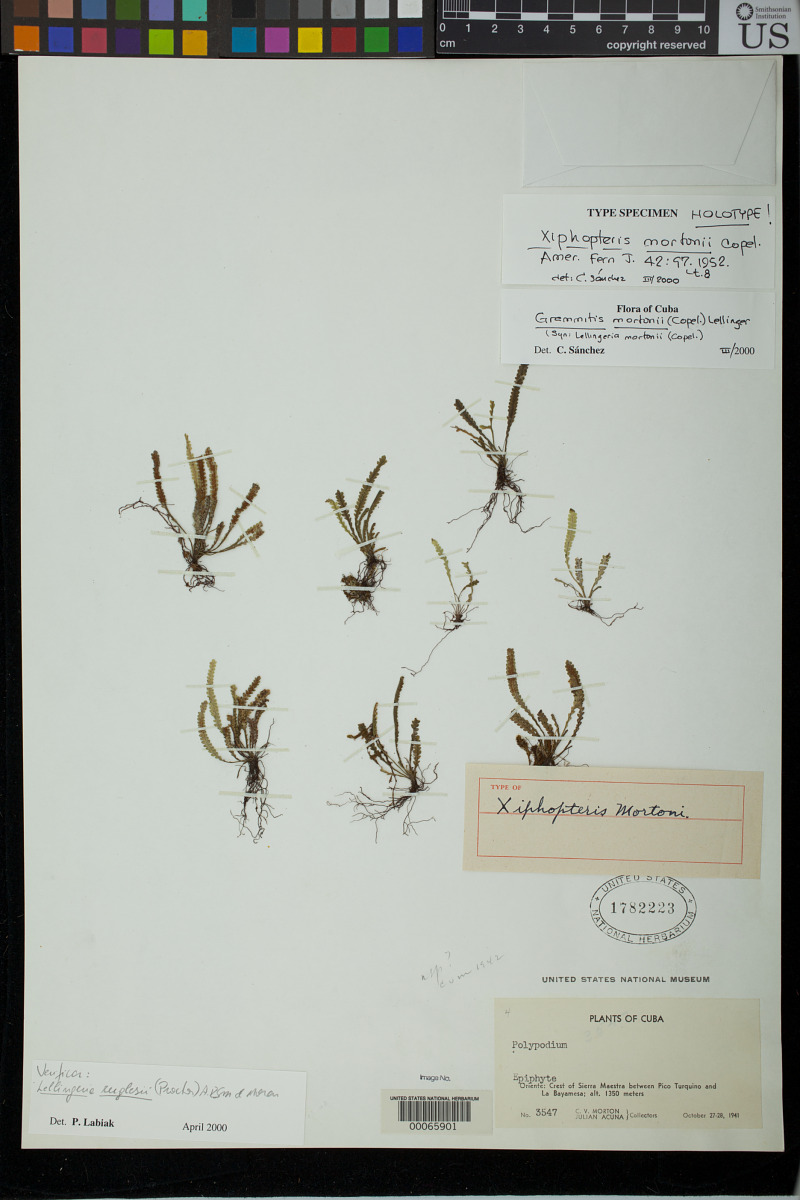 Leucotrichum mortonii image