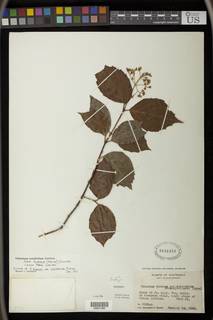 Viburnum blandum image