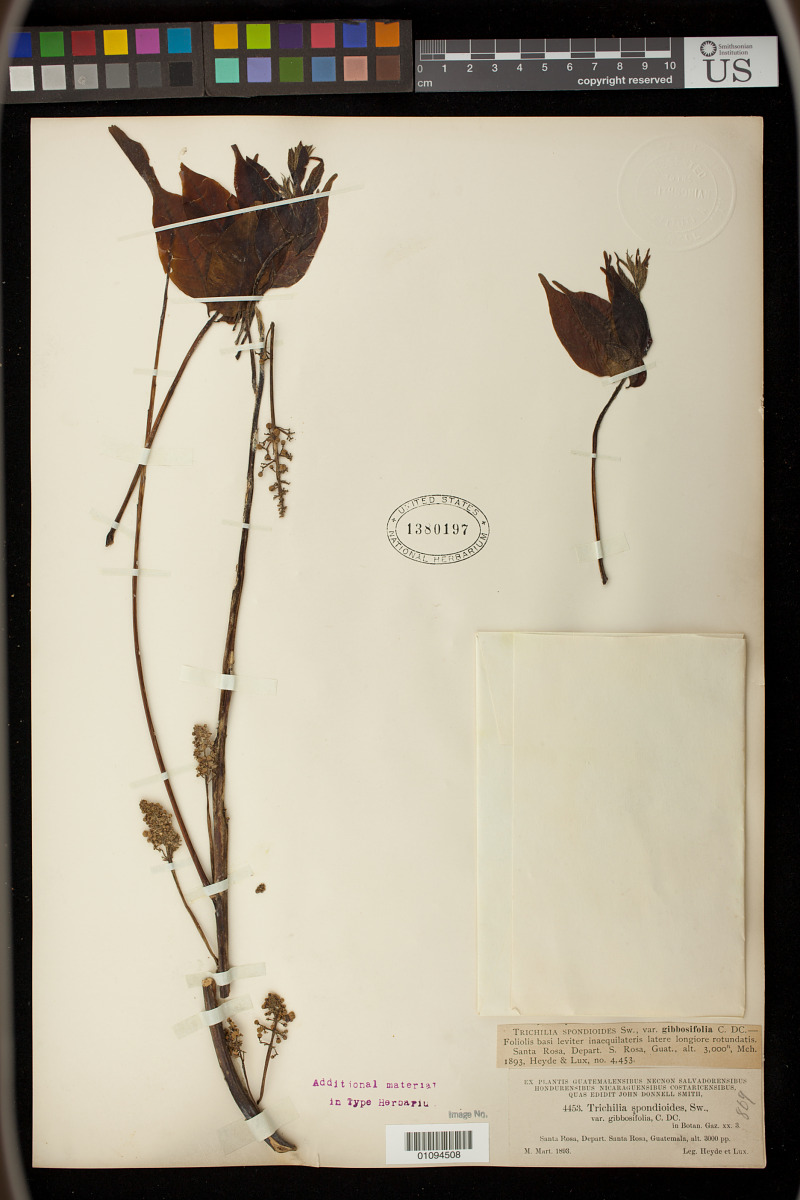 Trichilia spondioides var. gibbosifolia image