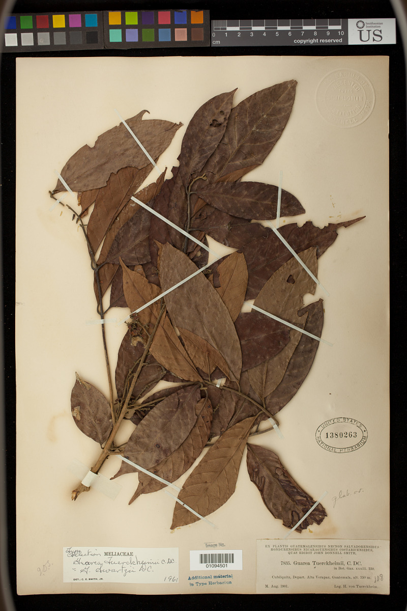 Guarea glabra subsp. tuerckheimii image