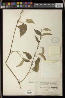 Gonolobus prasinanthus image
