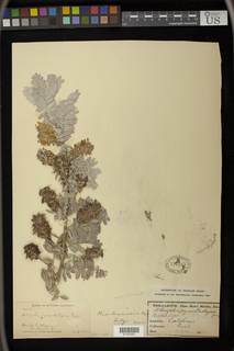 Astragalus pycnostachyus var. lanosissimus image
