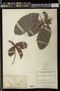 Spondianthus preussii subsp. glaber image