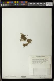 Thamniopsis ptari-tepuiensis image