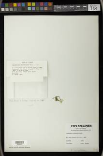 Lepidopilum tortifolium image