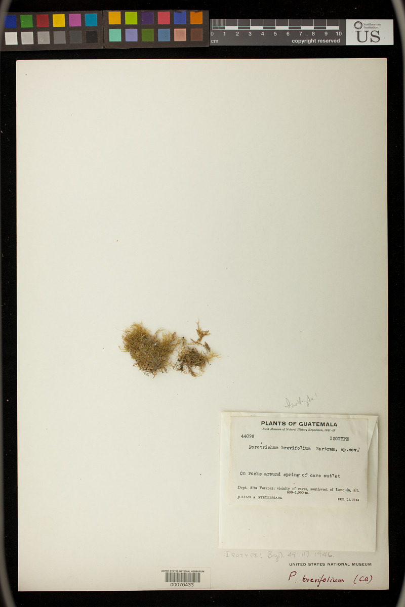 Porotrichum brevifolium image