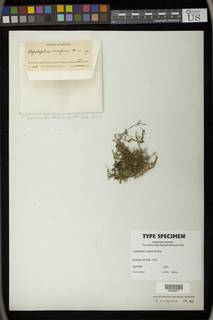 Lepidopilum stillicidiorum image