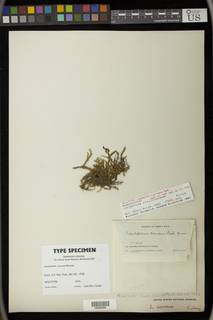 Lepidopilum stillicidiorum image