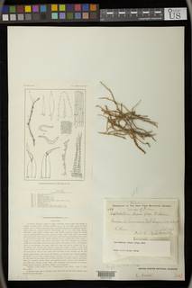 Leptodontium luteum image