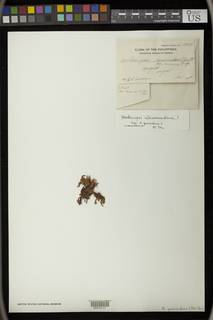 Thamniopsis utacamundiana image