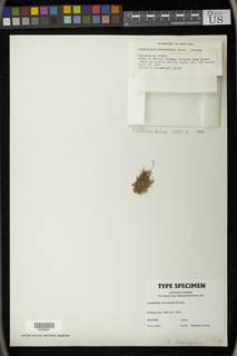 Lepidopilum surinamense image