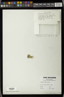 Lepidopilum affine image