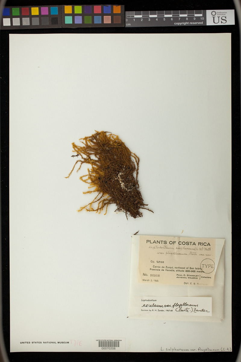 Leptodontium excelsum var. flagellaceum image