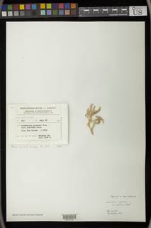 Leucobryum sanctum image