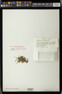 Thamniopsis steyermarkii image