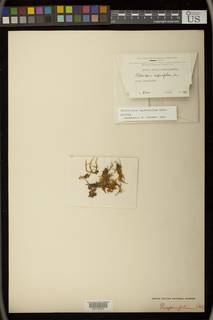 Pilotrichum asperifolium image
