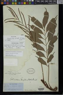 Lomariopsis wrightii image