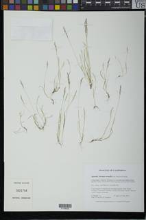 Image of Agrostis lacuna-vernalis