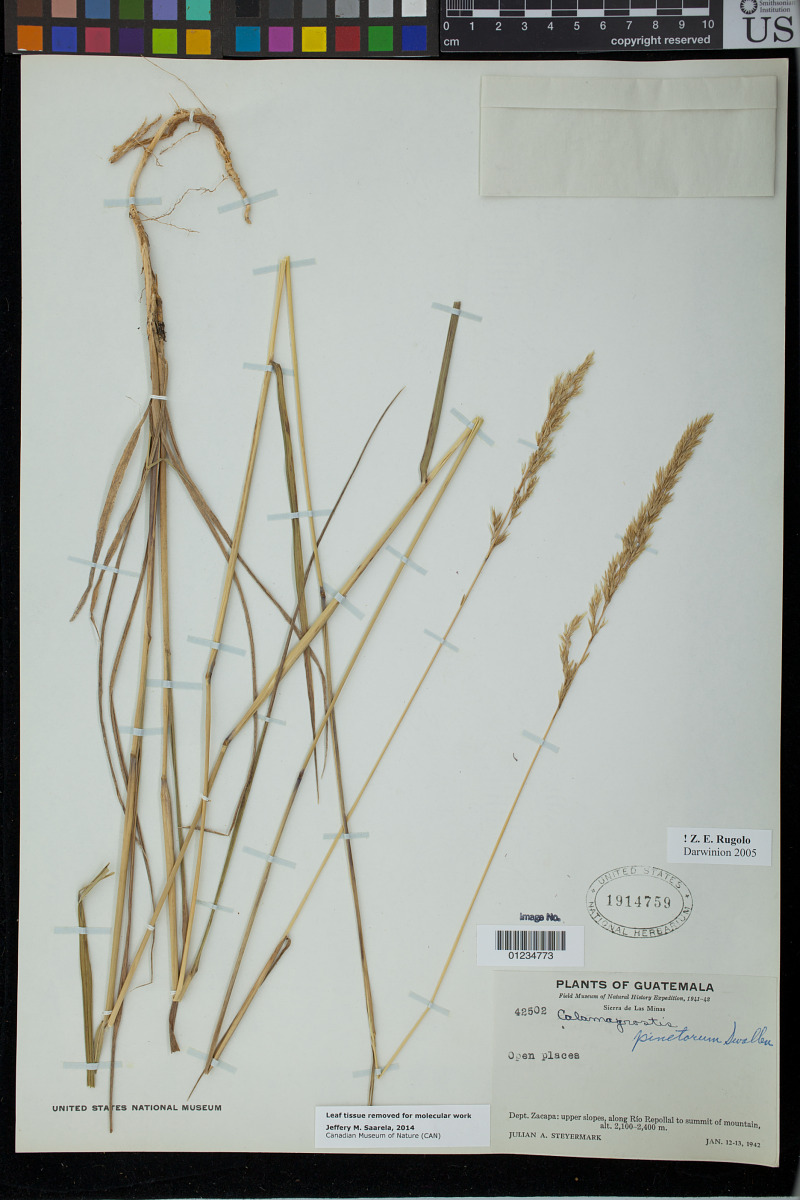 Calamagrostis pinetorum image