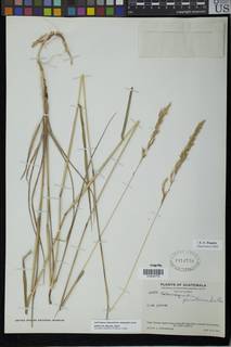 Calamagrostis pinetorum image