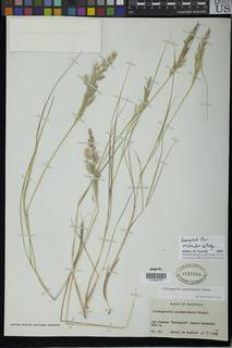 Image of Calamagrostis guatemalensis