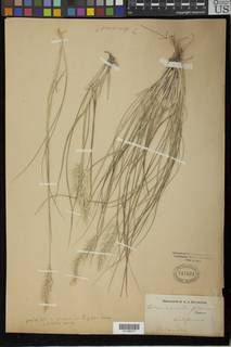 Calamagrostis foliosa image