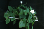 Acanthaceae - Thunbergia grandiflora 'Alba' 