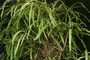 Oleandra pistillaris image