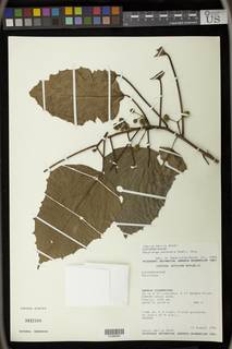 Macaranga monandra image